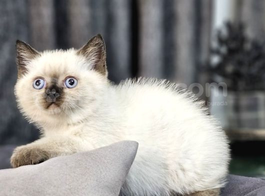 Aile Sıcaklığnda Büyüyen  Scottish Fold British Yvrlr görsel