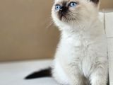 Aile Sıcaklığnda Büyüyen  Scottish Fold British Yvrlr