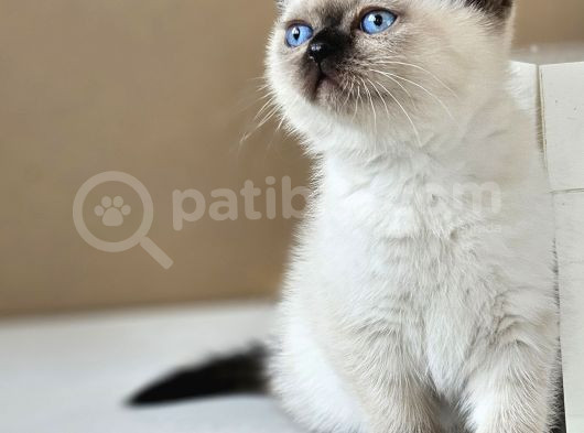Aile Sıcaklığnda Büyüyen  Scottish Fold British Yvrlr görsel