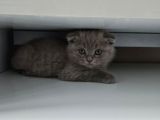 Aile Sıcaklığnda Büyüyen  Scottish Fold British Yvrlr