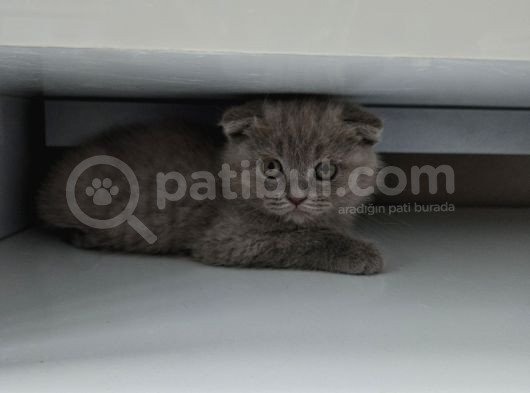 Aile Sıcaklığnda Büyüyen  Scottish Fold British Yvrlr görsel