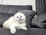 Aile Sıcaklığnda Büyüyen  Scottish Fold British Yvrlr