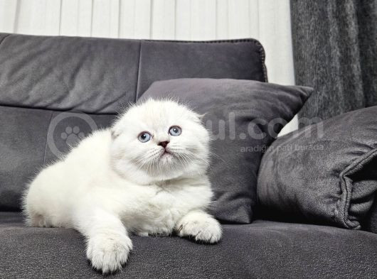 Aile Sıcaklığnda Büyüyen  Scottish Fold British Yvrlr görsel