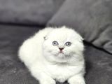 Aile sıcaklığnda büyüyen  scottish fold british yvrlr
