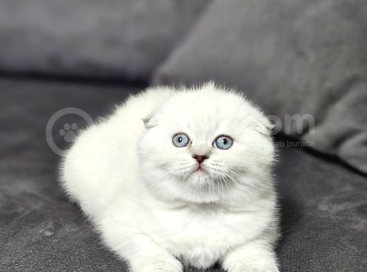 Aile Sıcaklığnda Büyüyen  Scottish Fold British Yvrlr