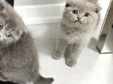Aile Sıcaklığnda Büyüyen  Scottish Fold British Yvrlr