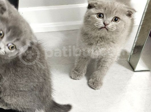 Aile Sıcaklığnda Büyüyen  Scottish Fold British Yvrlr görsel