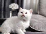 Aile Sıcaklığnda Büyüyen  Scottish Fold British Yvrlr