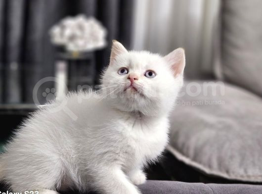 Aile Sıcaklığnda Büyüyen  Scottish Fold British Yvrlr görsel