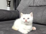 Aile Sıcaklığnda Büyüyen  Scottish Fold British Yvrlr