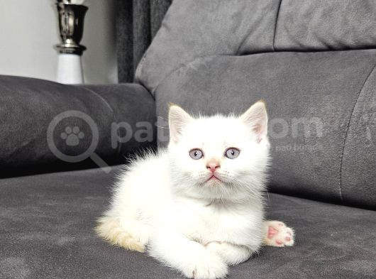Aile Sıcaklığnda Büyüyen  Scottish Fold British Yvrlr görsel