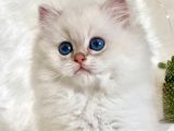 British Longhair ve British Shorthair Show Kalite Yavrular