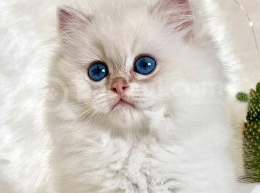 British Longhair Ve British Shorthair Show Kalite Yavrular