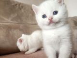 KAR BEYAZ BRİTİSH YAVRULARIMIZ