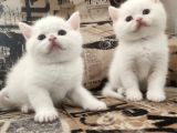 Kar Beyaz Bri̇ti̇sh Yavrularimiz