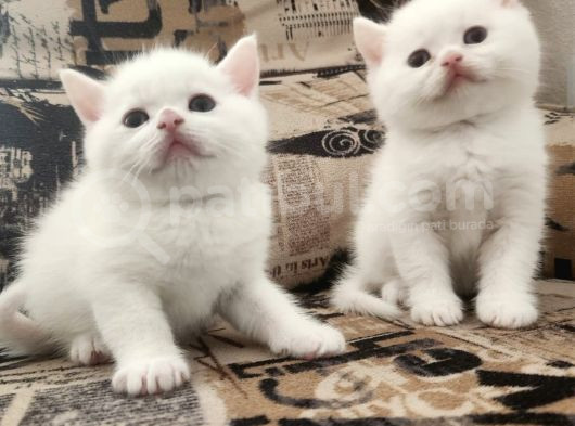 Kar Beyaz Bri̇ti̇sh Yavrularimiz görsel