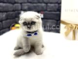 EFSANE GÜZELLİKTE Kİ YAVRULARIMIZ VONALP PET GÜVENCESİYLE