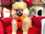 POMERRİAN BOO AYI SURATLI 
