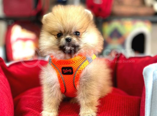 Pomerri̇an Boo Ayi Suratli 