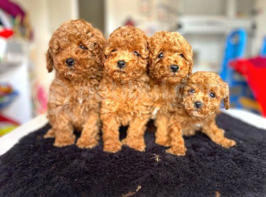 Tooy Poodle Cinsi Yavrular Di̇şi̇ Erkek Mevcuttur 