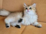 Golden Ny 11 Longhair Prens