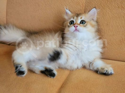 Golden Ny 11 Longhair Prens görsel