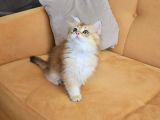 Golden Ny 11 Longhair Prens