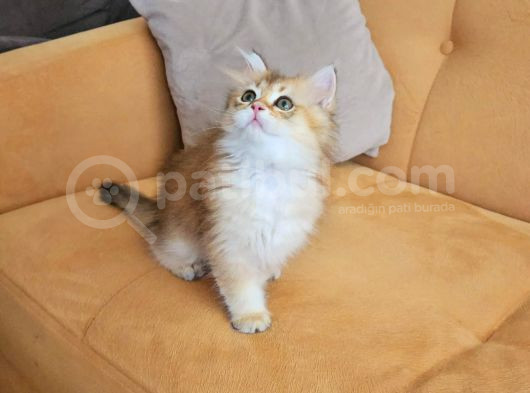 Golden Ny 11 Longhair Prens görsel