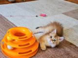 GOLDEN NY 11 LONGHAIR PRENS