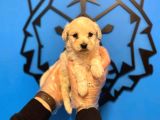 Irk Garanti̇li̇ Malti̇poo Yavrularimiz