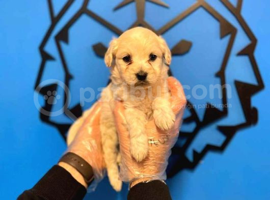 Irk Garanti̇li̇ Malti̇poo Yavrularimiz görsel