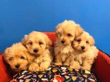 IRK GARANTİLİ MALTİPOO YAVRULARIMIZ
