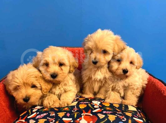 Irk Garanti̇li̇ Malti̇poo Yavrularimiz