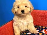 Irk Garanti̇li̇ Malti̇poo Yavrularimiz