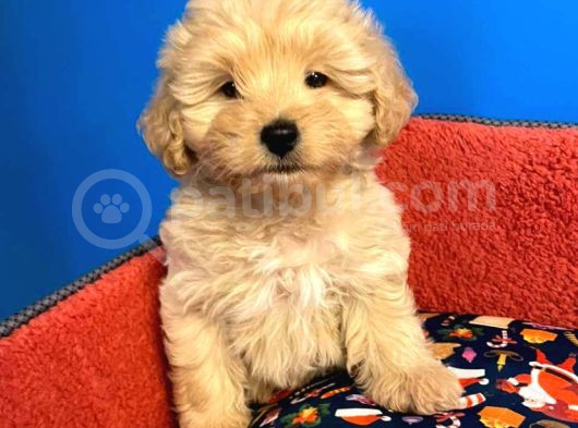Irk Garanti̇li̇ Malti̇poo Yavrularimiz görsel