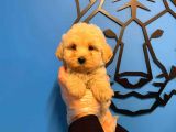 Irk Garanti̇li̇ Malti̇poo Yavrularimiz
