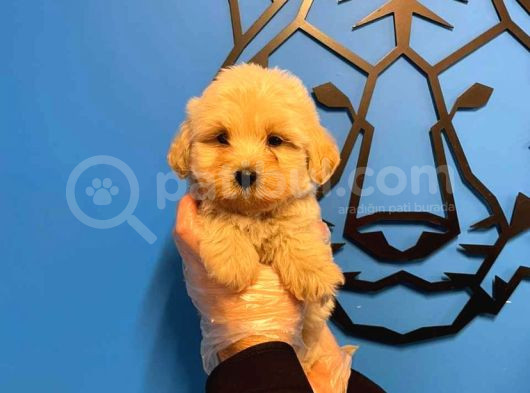 Irk Garanti̇li̇ Malti̇poo Yavrularimiz görsel