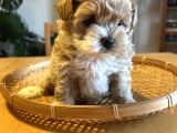 Kore Kan Maltipoo