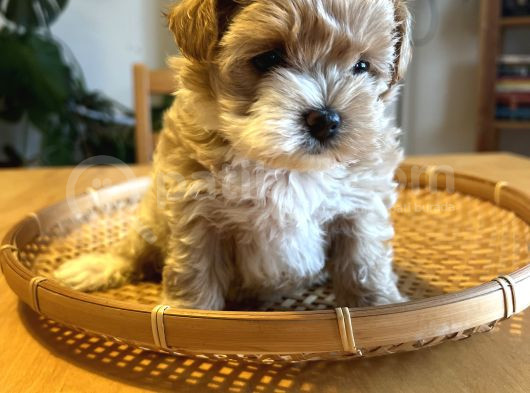 Kore Kan Maltipoo görsel