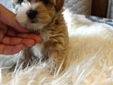 Kore Kan Maltipoo