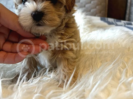 Kore Kan Maltipoo görsel