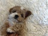 Kore kan Maltipoo
