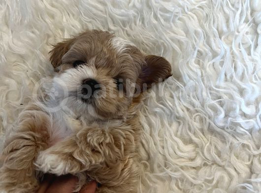 Kore Kan Maltipoo