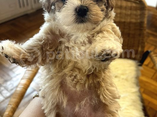 Kore Kan Maltipoo görsel