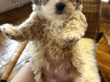 Kore Kan Maltipoo