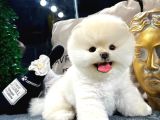Mükemmel Güzellikte Pomeranian Boo Yavrular