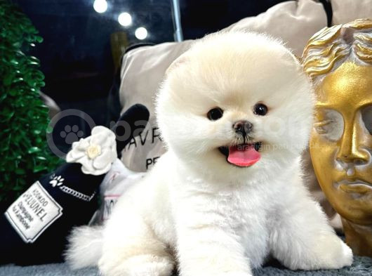 Mükemmel Güzellikte Pomeranian Boo Yavrular