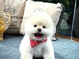 Mükemmel Güzellikte Pomeranian Boo Yavrular