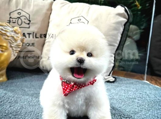 Mükemmel Güzellikte Pomeranian Boo Yavrular görsel