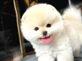 Mükemmel Güzellikte Pomeranian Boo Yavrular
